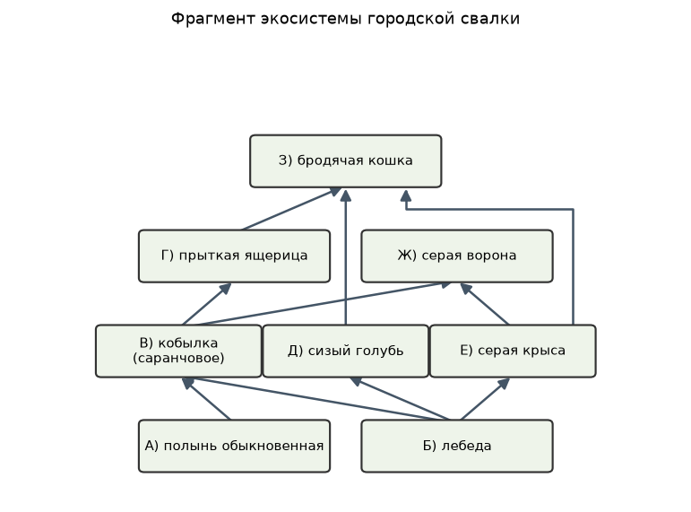 Иллюстрация к заданию 19 ОГЭ по биологии: изображение