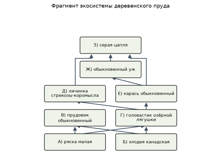 Иллюстрация к заданию 20 ОГЭ по биологии: изображение
