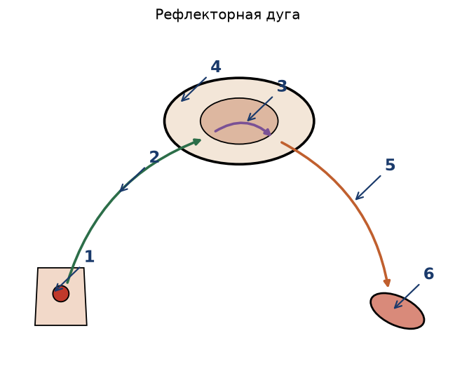 Иллюстрация к заданию 16 ОГЭ по биологии: рисунок